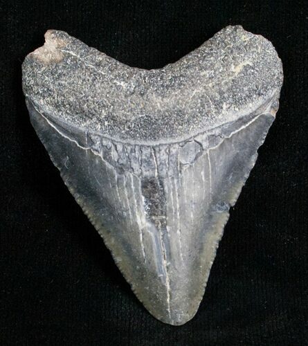 Bargain Megalodon Tooth - Florida #6079